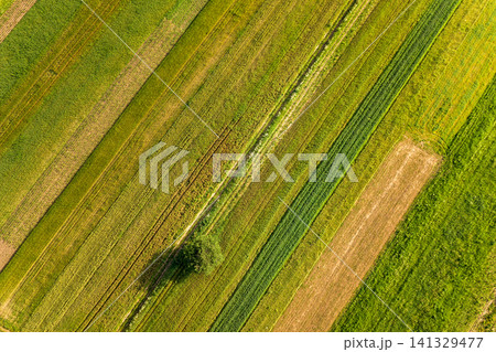 Aerial view of a single tree growing lonely on green agricultural fields in spring with fresh vegetation after seeding season on a warm sunny day. 141329477