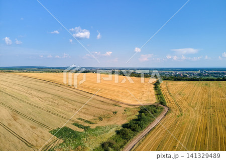 Aerial landscape view of yellow cultivated agricultural field with ripe wheat on bright summer day Aerial landscape view of yellow cultivated agricultural field with ripe wheat on bright summer day 141329489