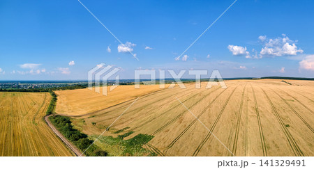 Aerial landscape view of yellow cultivated agricultural field with ripe wheat on bright summer day Aerial landscape view of yellow cultivated agricultural field with ripe wheat on bright summer day 141329491