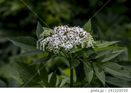 Flowering Dwarf Elder Inflorescence Against Dark Green Background Flowering Dwarf Elder Inflorescence Against Dark Green Background 141329550