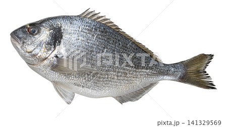 Raw dorado fish isolated on white background Raw dorado fish isolated on white background 141329569