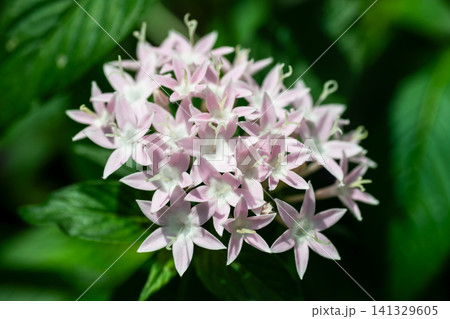 満開のペンタスの花 満開のペンタスの花 141329605