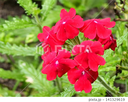 Red Garden Verbena Flower Cluster in Summer 141329619