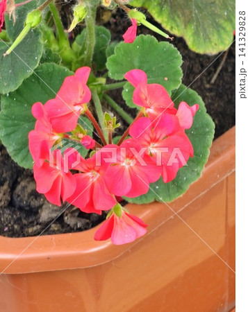Flowering Zonal Geranium Growing in Terracotta Pot 141329828