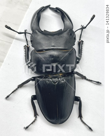 オオクワガタ オオクワガタ 141329834