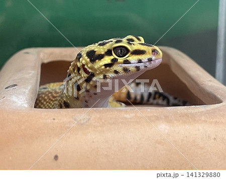 ヒョウモントカゲモドキ ヒョウモントカゲモドキ 141329880