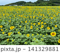 一面に咲き誇る満開のひまわり畑と夏の自然風景 141329881