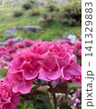 初夏を彩る満開の美しい赤紫色の紫陽花のマクロ撮影 141329883