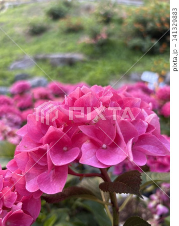 初夏を彩る満開の美しい赤紫色の紫陽花のマクロ撮影 141329883