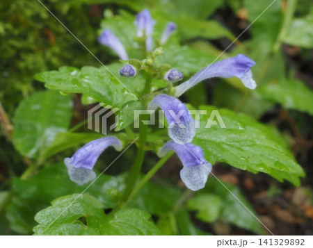 梅雨の朝のタツナミソウ属の花(20260704061024) 梅雨の朝のタツナミソウ属の花(20260704061024) 141329892