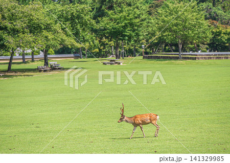 奈良公園春日野園地の鹿　 141329985