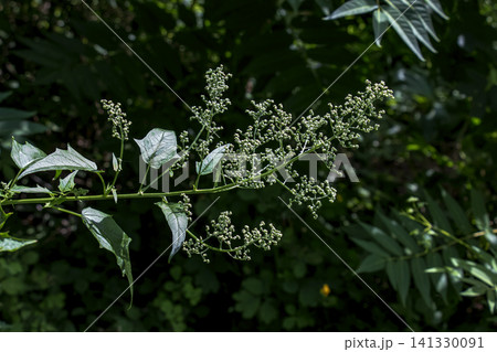 Maple-Leaved Goosefoot with Branched Green Flower Panicles 141330091
