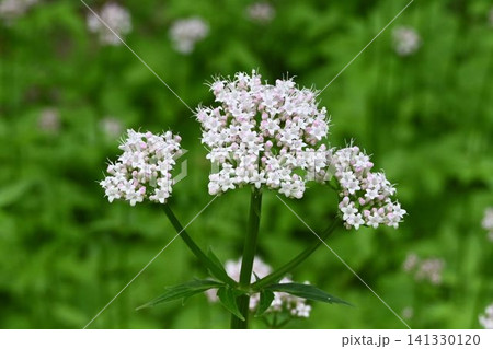 日本の山地や湿って草地で見られる白色の花の花序が綺麗なカノコソウ 日本の山地や湿って草地で見られる白色の花の花序が綺麗なカノコソウ 141330120