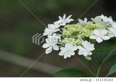 こなゆきと名がついたアジサイの花 こなゆきと名がついたアジサイの花 141330163