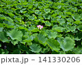 蓮の花、鶴岡八幡宮にて 141330206