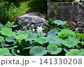 白い蓮の花、鶴岡八幡宮にて 141330208