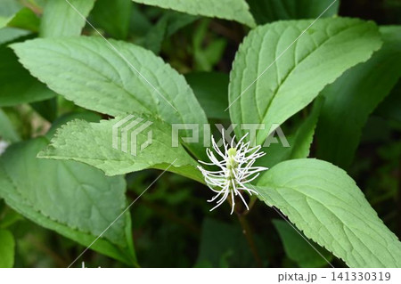 瀬戸内海沿岸に自生する輪生する葉の中心に咲く白色の花のブラシ状の花序が綺麗なキビヒトリシズカ 瀬戸内海沿岸に自生する輪生する葉の中心に咲く白色の花のブラシ状の花序が綺麗なキビヒトリシズカ 141330319