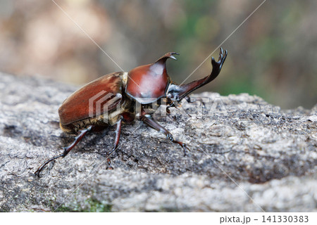 木に止まるカブトムシ 木に止まるカブトムシ 141330383