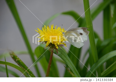 タンポポの蜜を吸うモンシロチョウ(寺坂棚田/秩父郡横瀬町大字横瀬) タンポポの蜜を吸うモンシロチョウ(寺坂棚田/秩父郡横瀬町大字横瀬) 141330384