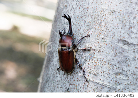 木に止まるカブトムシ 木に止まるカブトムシ 141330402