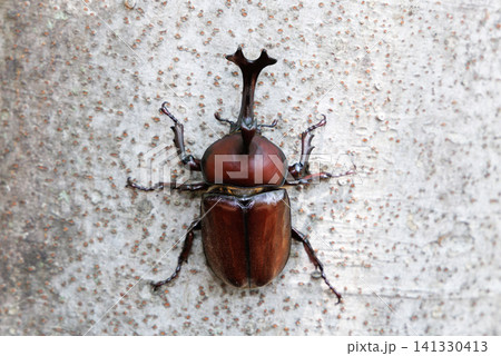 木に止まるカブトムシ 木に止まるカブトムシ 141330413