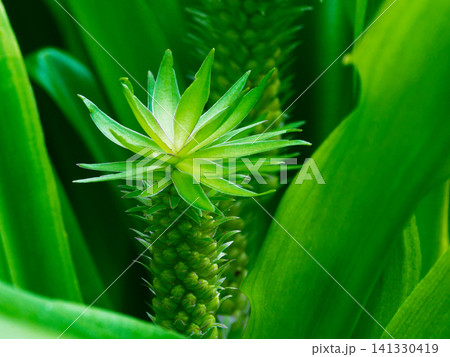 観葉植物 パイナップルリリー 141330419