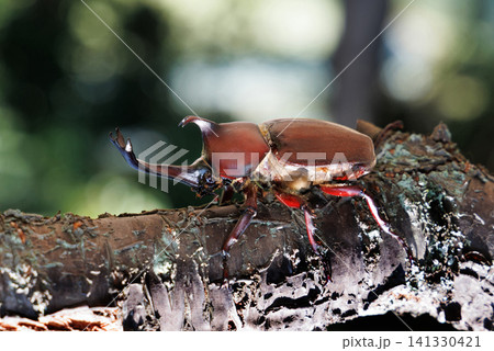 木に止まるカブトムシ 木に止まるカブトムシ 141330421