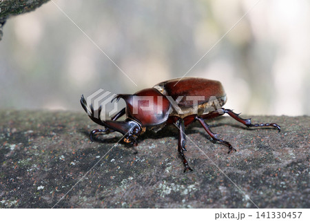 木に止まるカブトムシ 木に止まるカブトムシ 141330457