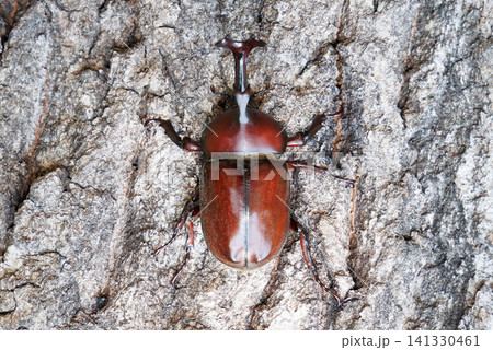 木に止まるカブトムシ 木に止まるカブトムシ 141330461