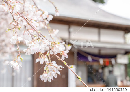 桜の枝が揺れる神社の春景色と柔らかな光 桜の枝が揺れる神社の春景色と柔らかな光 141330530