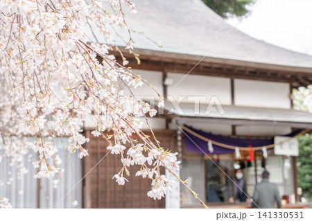 神社の桜が咲き誇る日本の春の風景 神社の桜が咲き誇る日本の春の風景 141330531
