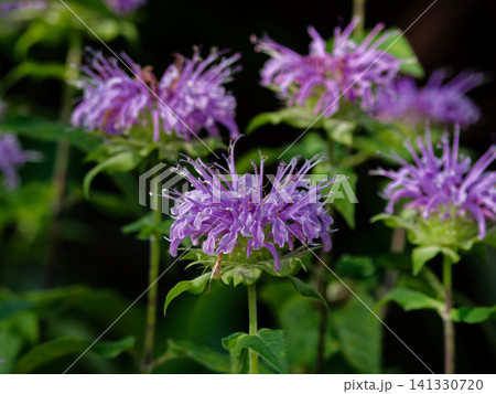 シソ科タイマツバナの日赤色の花 シソ科タイマツバナの日赤色の花 141330720