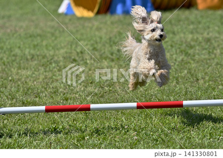 アスレチックで遊ぶ愛犬　マルプー（マルチーズ×トイプードル）　ドッグアジリティ 141330801