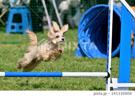 アスレチックで遊ぶ愛犬 マルプー(マルチーズ×トイプードル) ドッグアジリティ アスレチックで遊ぶ愛犬 マルプー(マルチーズ×トイプードル) ドッグアジリティ 141330809