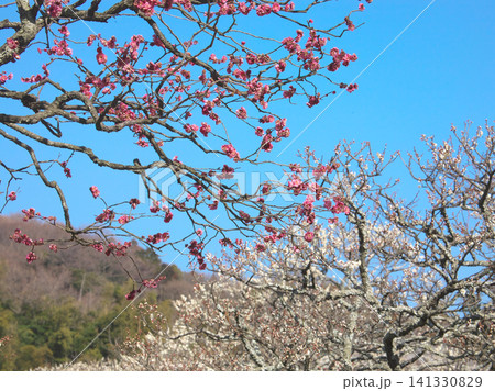 青空に映える紅梅 自然風景 青空に映える紅梅 自然風景 141330829