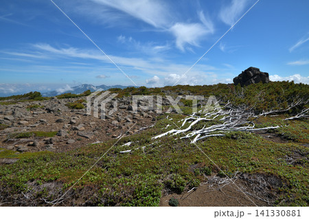 大雪山 赤岳登山道のコマクサ平 大雪山 赤岳登山道のコマクサ平 141330881