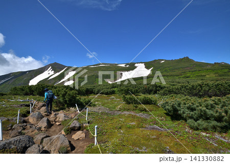 大雪山 赤岳登山道のコマクサ平 大雪山 赤岳登山道のコマクサ平 141330882
