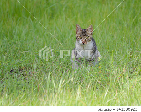 里山の野良猫 里山の野良猫 141330923