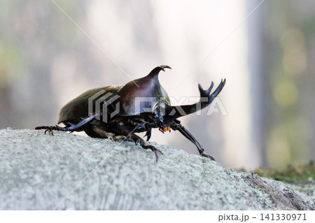 木に止まるカブトムシ 木に止まるカブトムシ 141330971