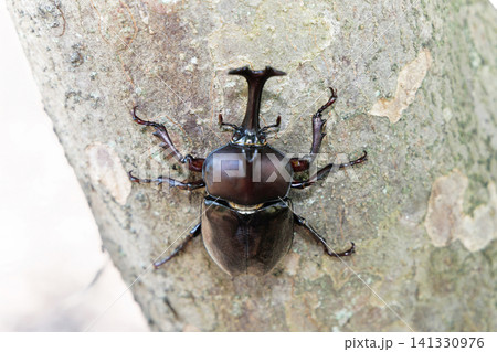 木に止まるカブトムシ 木に止まるカブトムシ 141330976