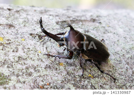 木に止まるカブトムシ 木に止まるカブトムシ 141330987