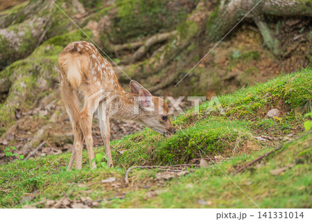 草を食べる子鹿 奈良公園春日野園地 草を食べる子鹿 奈良公園春日野園地 141331014