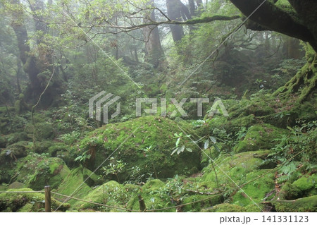 屋久島 登山道 屋久島 登山道 141331123