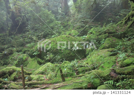 屋久島 登山道 屋久島 登山道 141331124