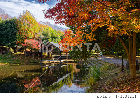 港北ニュータウン・大原みねみち公園の紅葉 港北ニュータウン・大原みねみち公園の紅葉 141331211