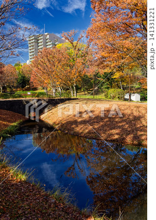 港北ニュータウン・大原みねみち公園の紅葉 港北ニュータウン・大原みねみち公園の紅葉 141331221