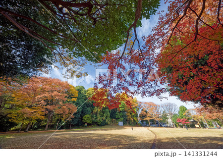 横浜・港北ニュータウン・葛ヶ谷公園の紅葉 横浜・港北ニュータウン・葛ヶ谷公園の紅葉 141331244