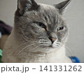 見つめる猫 141331262