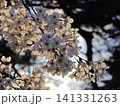 白い桜 141331263