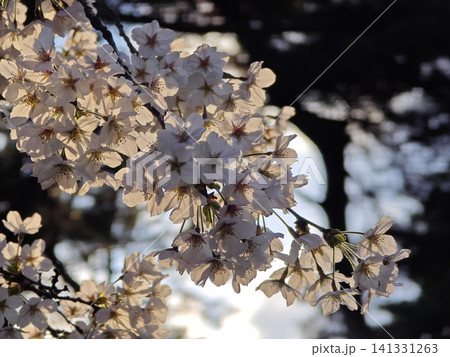 白い桜 白い桜 141331263
